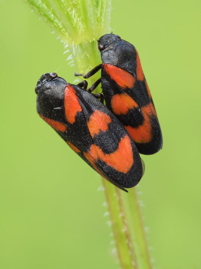Red and Black Froghopper - Cercopis vulnerata mating